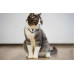 Cheerble KiTiDOT Laser Cat Collar